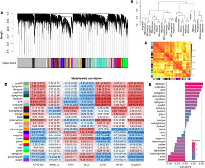 Dominant Myocardial Fibrosis and Complex Immune Microenvironment Jointly Shape the Pathogenesis of Arrhythmogenic Right Ventricular Cardiomyopathy